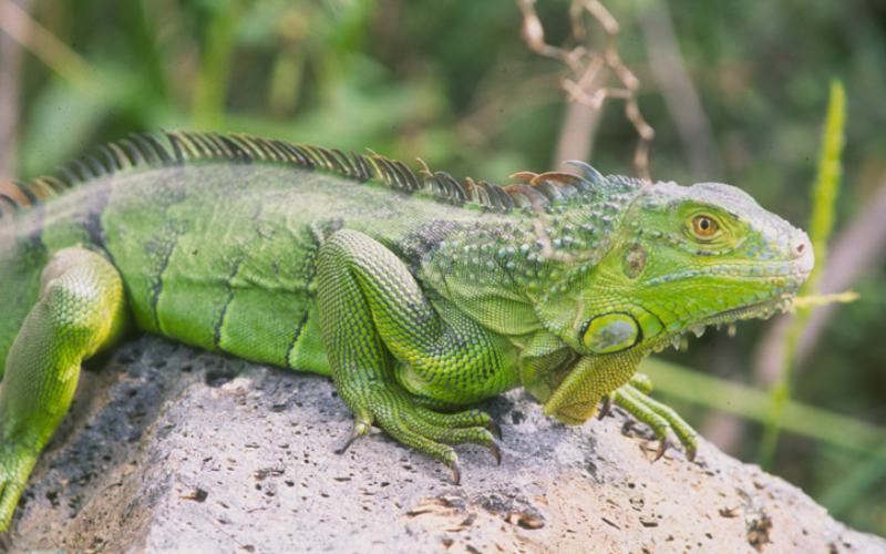 Green iguana