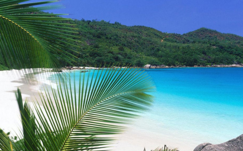 Nosara waves and palms