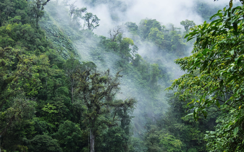 Monteverde coffee tour