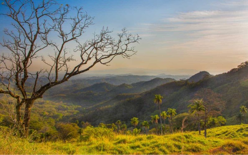 Coffee plantation landscape