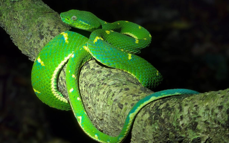 Monteverde night tour wildlife