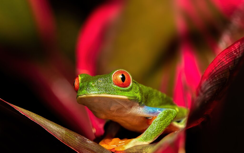 Hanging bridges in Monteverde