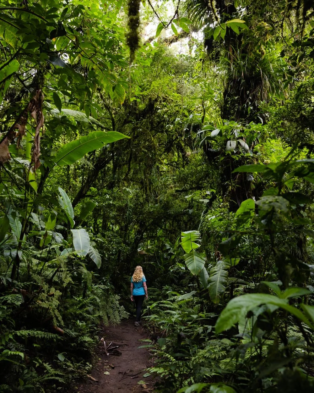 Monteverde Cloud Forest Walk