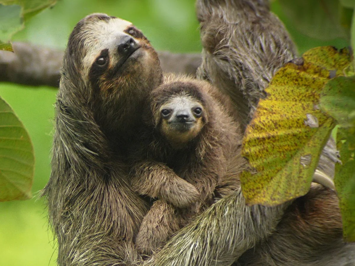 Sloths in the Wild – La Fortuna